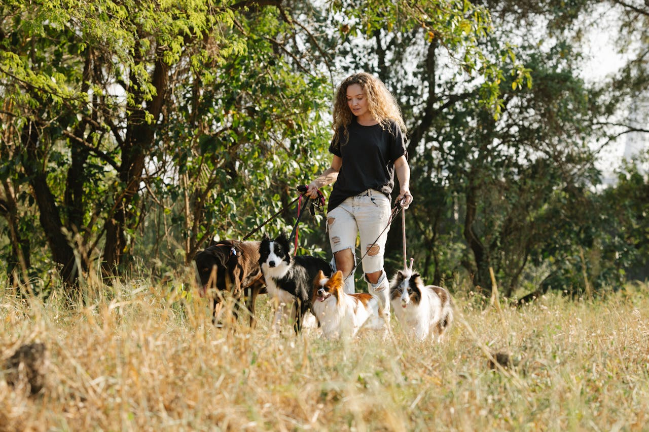 A woman walks multiple dogs in a lush, sunny rural area, enjoying nature.